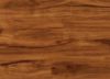Picture of Gold Coast Acacia