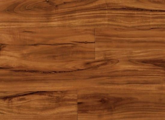 Picture of Gold Coast Acacia
