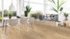 Picture of Springfield Oak
